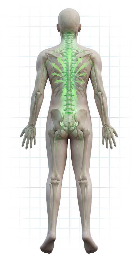Ludzkie ciało - kręgosłup